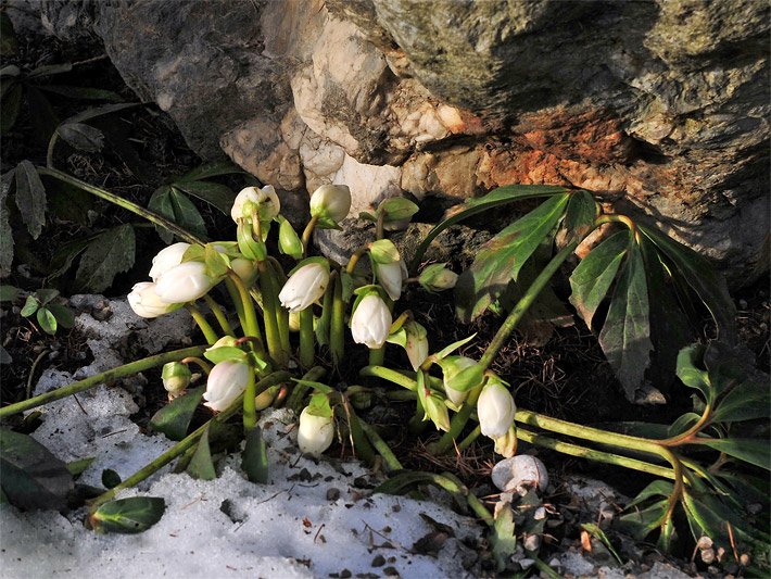 Noch nicht geöffnete weiße Blüten einer Weihnachtsrose bzw. Schneerose / Christrose, botanischer Name Helleborus niger, unterhalb von einem Felsen
