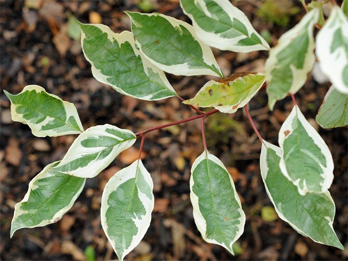 Weiß-cremefarben umrandete, grüne Blätter eines Weissbunten Hartriegels der Sorte Elegantissima/Argenteomarginata, botanischer Name Cornus alba