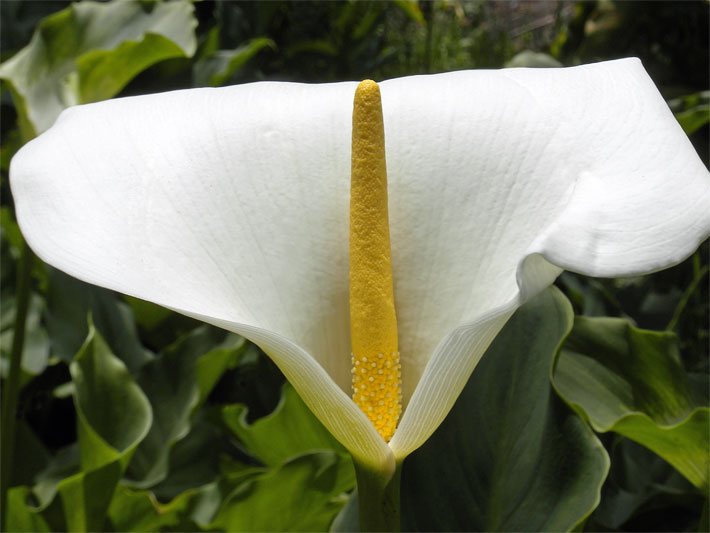 Weiße Blüte einer Calla-Lilie, die auch Zantedeschie bzw. botanisch Zantedeschia genannt wird, in einem Garten