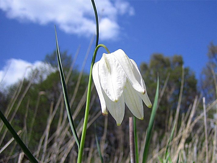 Weiße Blüte mit hellgrünen Punkten an den Blütenspitzen einer Schachbrettblume / Schachblume, botanischer Name Fritillaria-meleagris, auch Kiebitzei genannt