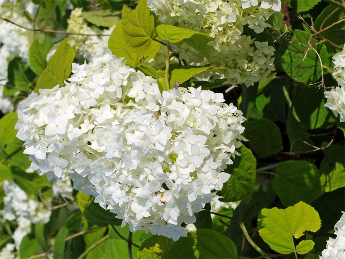 Kugelförmige, weiße Blüten einer Gartenhortensie der Sorte The Bride, botanischer Name Hydrangea macrophylla