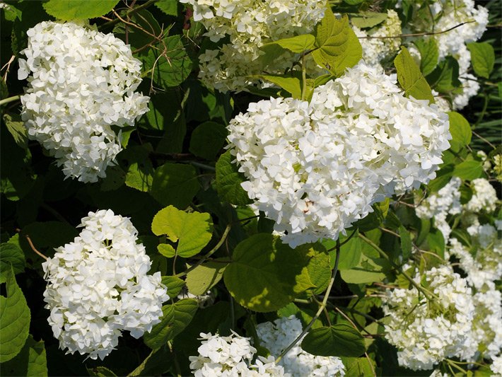 Traubenförmige, weiße Blüten einer Kugelhortensie der Sorte The Bride, botanischer Name Hydrangea macrophylla