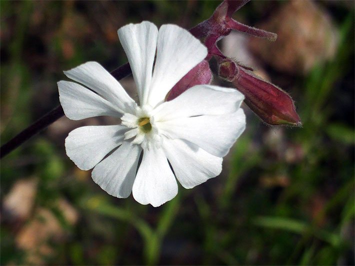 Tellerblüte mit weißer Blüten-Farbe einer Weißen Lichtnelke bzw. Nachtnelke, botanischer Name Silene latifolia subsp. alba