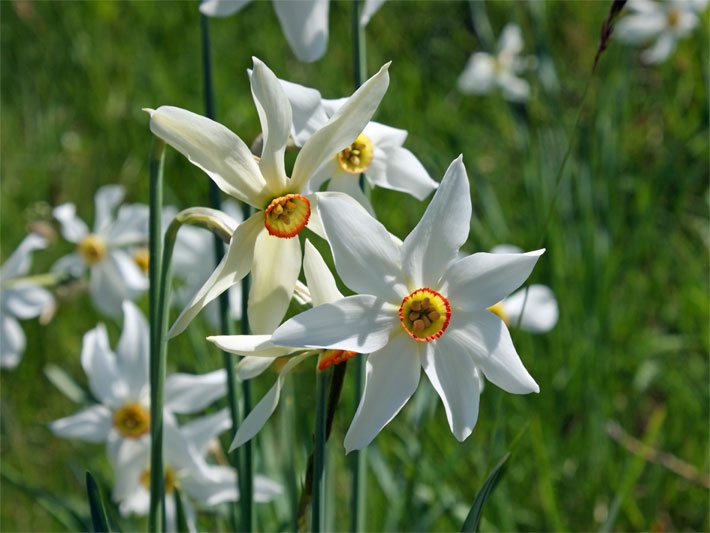 Blüten von weißen Narzissen, botanischer Name Narcissus poeticus, mit orange umrandeter Blütenmitte auf einer Wiese