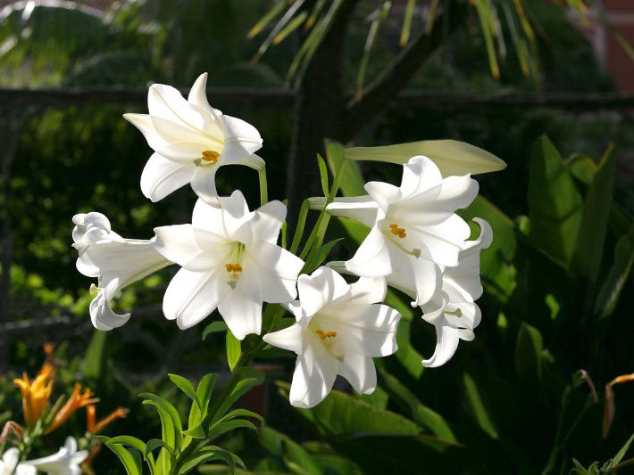 Weiß blühende Osterlilien, botanischer Name Lilium longiflorum, in einem Blumenladen