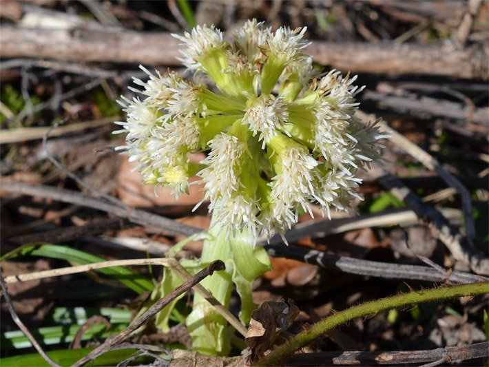 Weiße Pestwurz, botanischer Name Petasites albus, mit Blütenkörbchen aus weißen Röhren-Blüten in einem Auwald