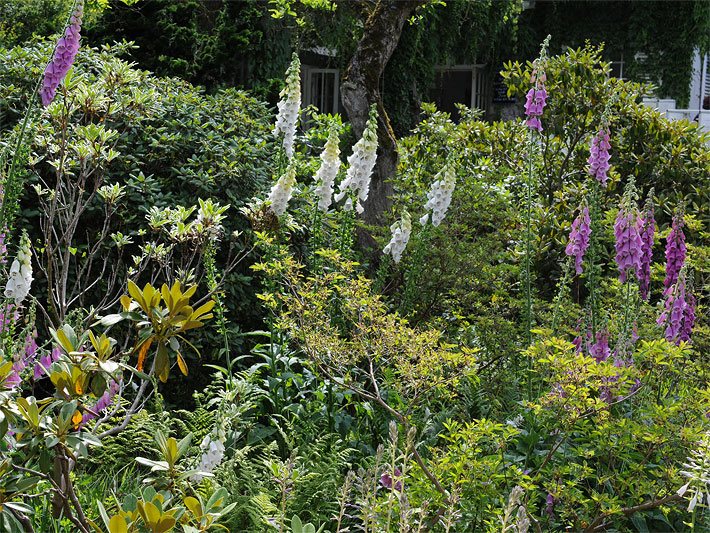 Rote Fingerhüte, botanischer Name Digitalis purpurea, und Weiße Fingerhüte der Sorte Alba in einem Garten