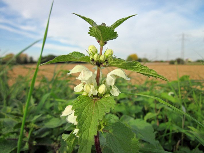 Weiße Taubnessel, botanischer Name Lamium album, mit Lippenblüten und weißer Blüten-Farbe sowie grünen Blättern, die der Brennnessel ähneln, auf einer Wiese