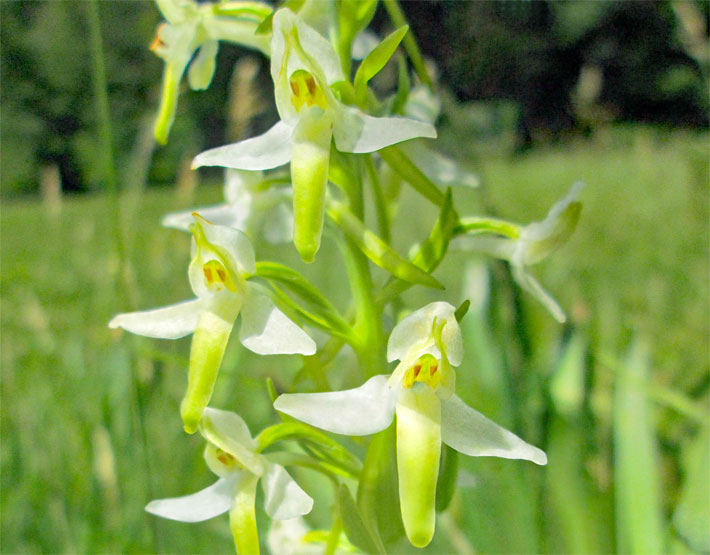 Blühende weiße Waldhyazinthe, botanischer Name Platanthera bifolia, auf einer Wiese am Waldrand