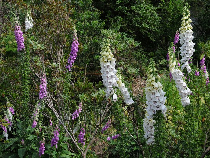 Vier hochgewachsene Exemplare vom Weißen Fingerhut der Sorte Alba, botanischer Name Digitalis purpurea, umrahmt von mehreren Roten Fingerhüten in einem Garten-Beet