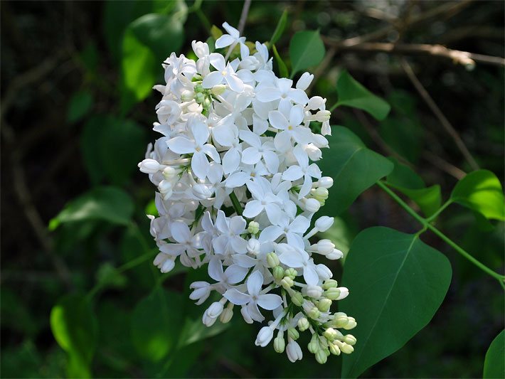 Weißer Flieder, botanischer Name Syringa vulgaris, mit Blüte in der Blütezeit Mai