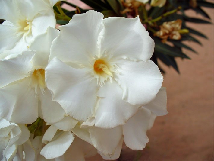 Weiße Blüten von einem Oleander / Rosenlorbeer, botanischer Name Nerium oleander