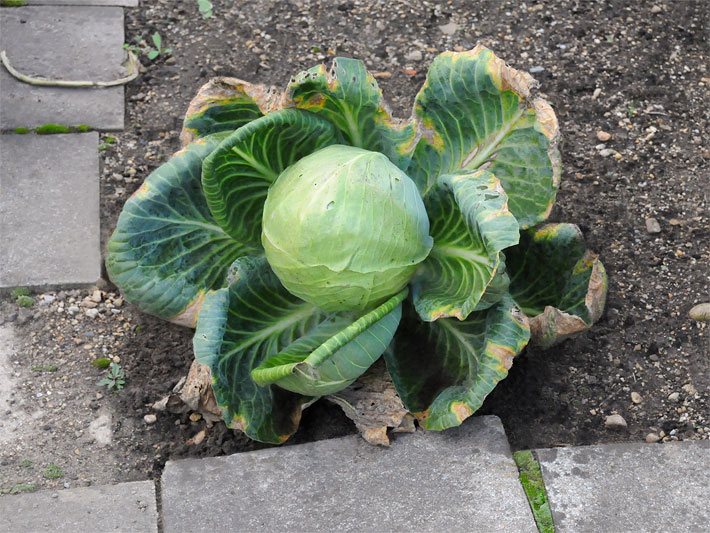Kugelförmiger hellgrüner Weißkohl-Kopf umgeben von einem dunkelgrünen Blätter-Kranz in einem Gemüse-Beet