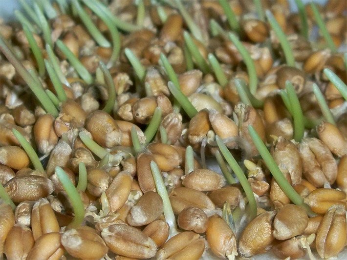 Weizensprossen während dem Ziehen mit hellbraunen Weizenkernen und grünen Jungtrieben