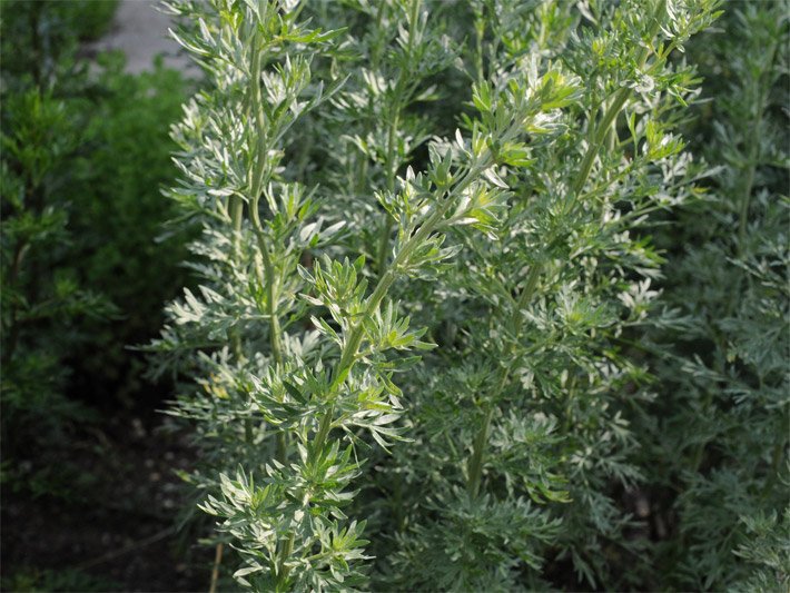 Wermutkraut, botanischer Name Artemisia absinthium, mit zwei bis drei Lappen geteilten Blätterspreiten