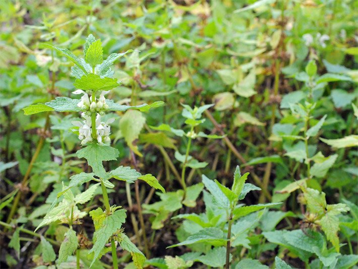 Blühende Weisse Taubnessel (White Nettle), botanischer Name Lamium album, in einem Kräuterbeet