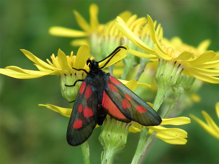 Widderchen mit schwarzen Flügeln mit roten Flecken auf einer Löwenzahn-Blüte