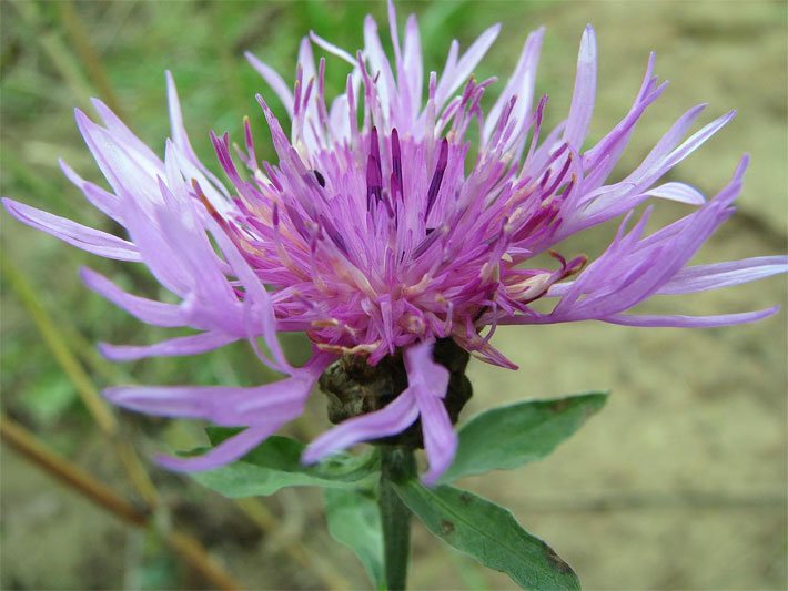 Rosa-violette Blüte einer Wiesen-Flockenblume, botanischer Name Centaurea jacea, im Garten