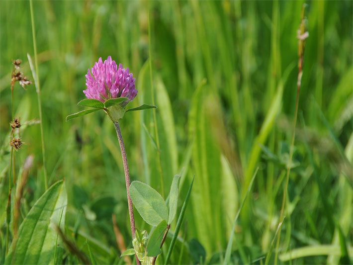 Rotklee oder Wiesen-Klee, botanischer Name Trifolium pratense, mit rosa-violetter Blüte auf einer Wiese
