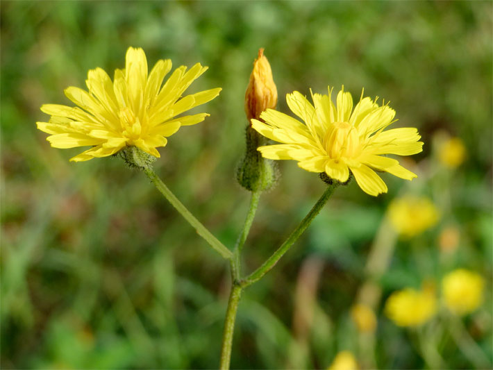 Gelbe Blüte mit nicht geöffnetem mittigen Blütenkorb umgeben von zungenförmigen Blütenblättern von einem Wiesen-Pippau (Crepis biennis)