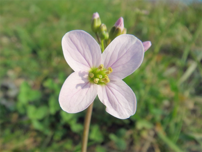 Tellerblüte mit blass-violetter Blüten-Farbe von einem Wiesen-Schaumkraut, botanischer Name Cardamine pratensis