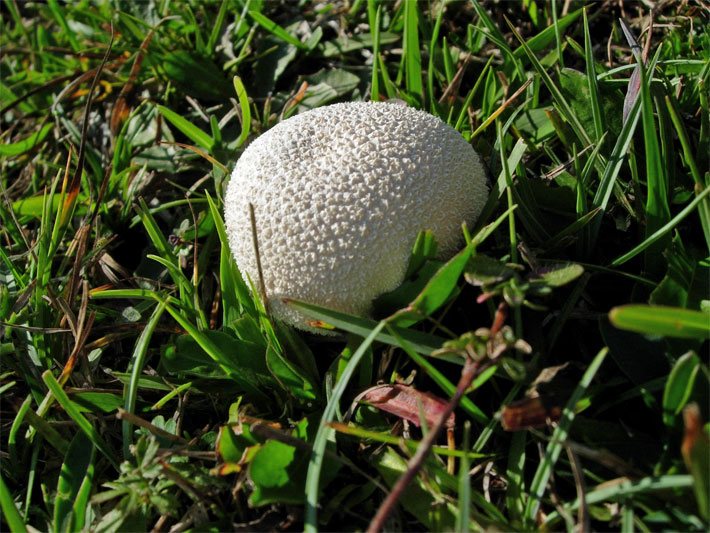 Wiesenpilz, auch Wiesenschwammerl, ein sog. Kleinster Bovist aus der Pilzgattung Boviste mit kugelförmigem, weißem Fruchtkörper auf einer grünen Wiese