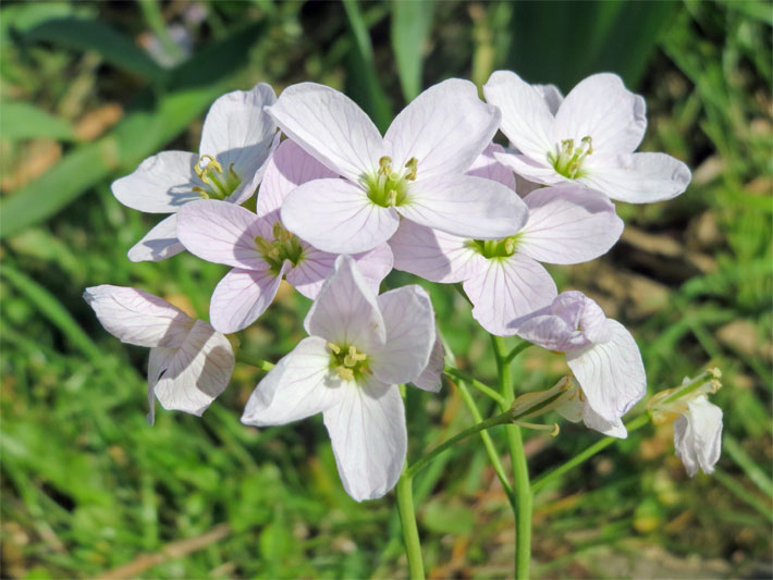 Blass rosa-violette Stieltellerblüten von einem Wiesenschaumkraut, botanischer Name Cardamine pratensis, auf einer Wiese