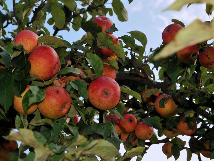 Äste von einem Wildäpfel-Baum auf einer Streuobstwiese