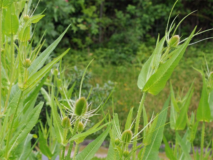 Wilde Karde, botanischer Name Dipsacus fullonum, mit stacheligen Stängeln und Blüten vor dem Blühen