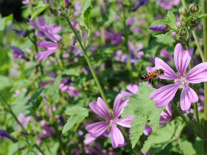 Rosa-purpurfarbene Blüten einer Wilden Malve, auf die eine Biene zufliegt