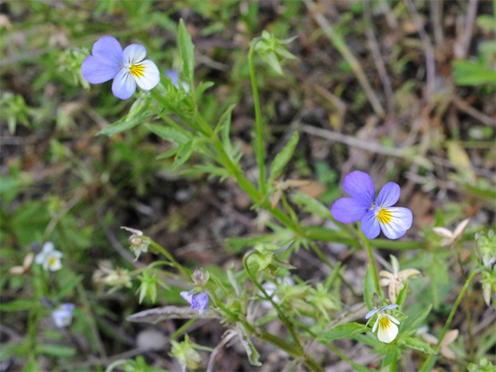 Zwei dreifarbige Blüten von einem Wilden Stiefmütterchen (Ackerveilchen), botanischer Name Viola tricolor, mit Kronblättern in den Farben blauviolett-weiß-gelb auf einer Wiese