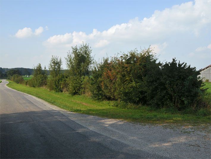 Wildsträucher am Strassenrand auf dem Land im September