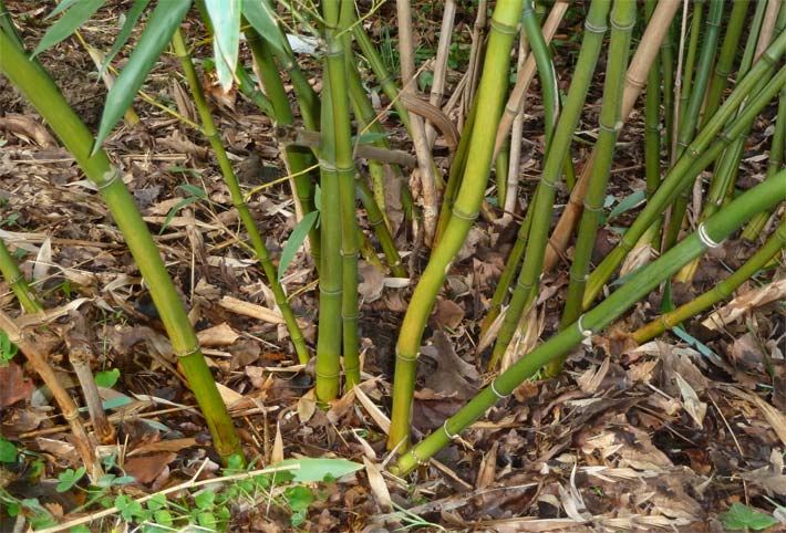 Winterharte grüne und braune Bambushalme der Sorte Phyllostachys propinqua McClure im Winter