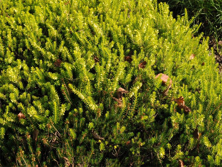 Immergrüne Winterheide / Schneeheide der Sorte Rosantha, botanischer Name Erica carnea