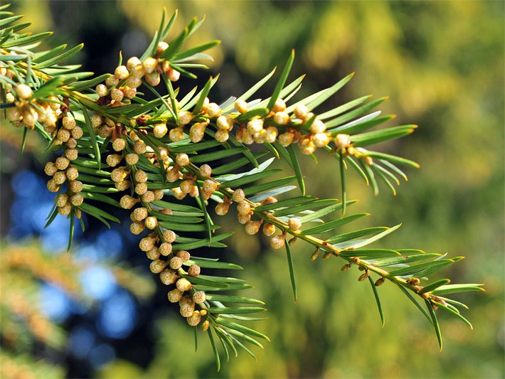 Makroaufnahme von einem Zweig mit grünen Nadeln und Winterknospen einer Serbischen Fichte