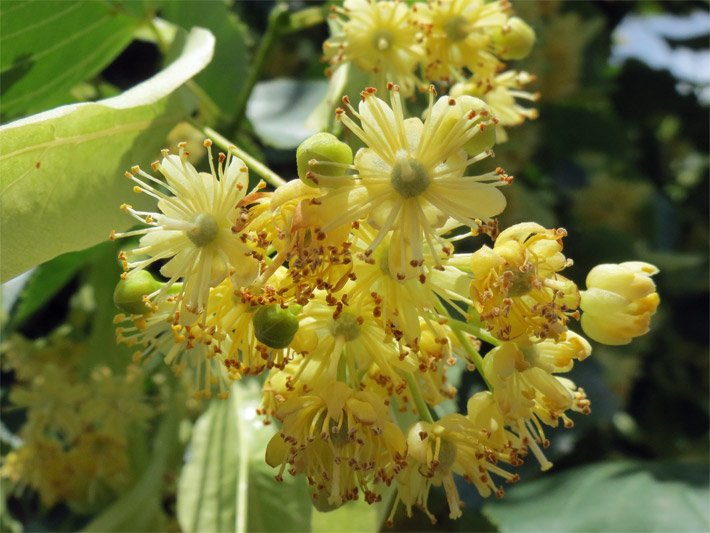 Doldenförmig zusammenstehende blass-grün-gelbe, auffällige Blüten einer Winterlinde, botanischer Name Tilia cordata