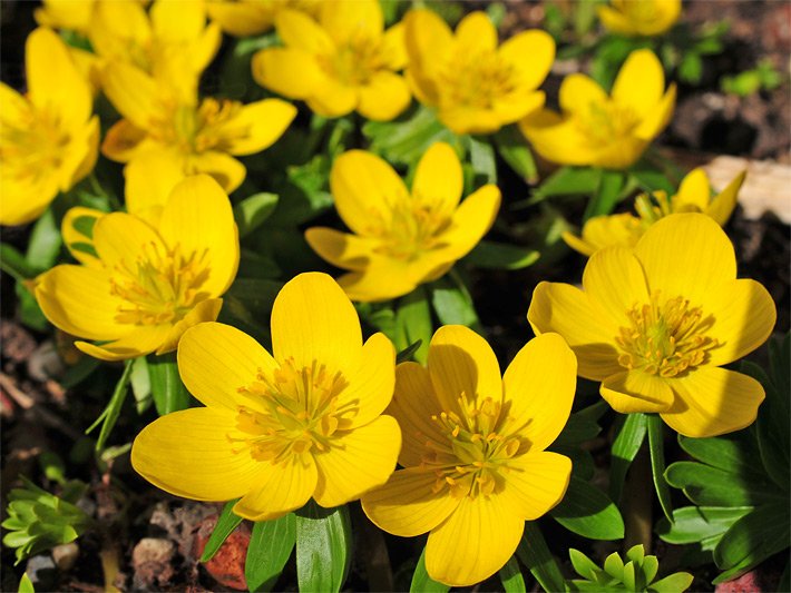 Gelbe Blüten vom Winterling, botanischer Name Eranthis hyemalis, im Garten