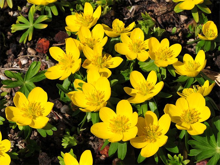 Winterlinge, botanischer Name Eranthis hyemalis, mit gelben Blüten in einem Blumenbeet