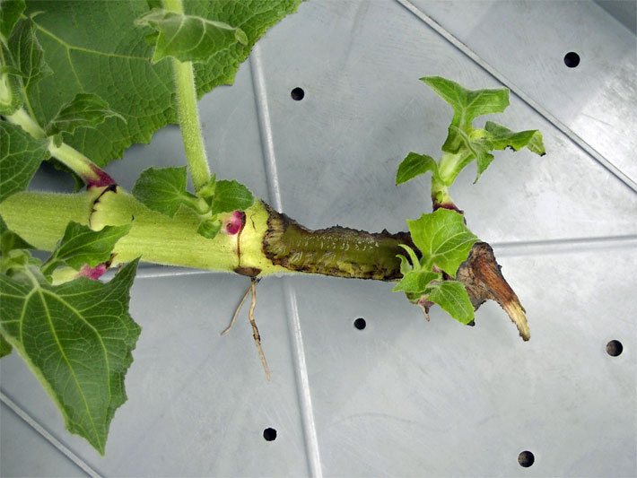 Wirkung von einm Wühlmaus-Schaden am Stängel bzw. an der Sprossachse einer umgeknickten Yacon-Pflanze