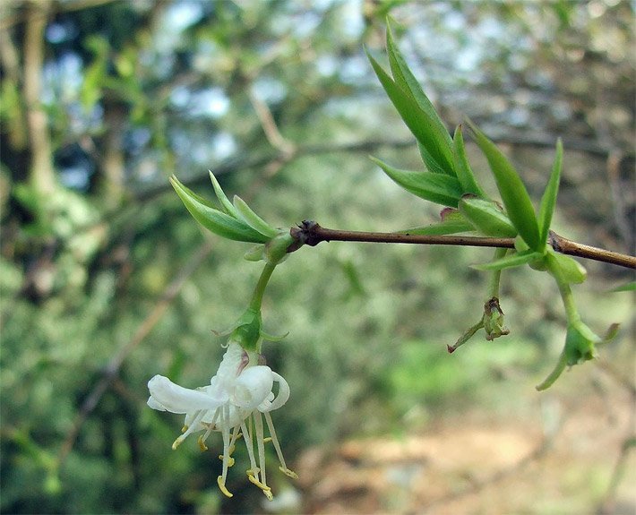 Grüne Blätter und creme-weiße Blüte einer Wohlriechenden Heckenkirsche