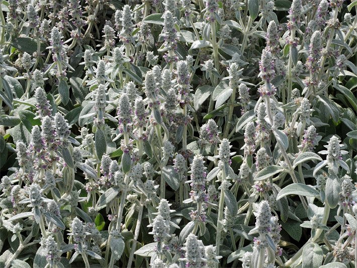 Wollziest, botanischer Name Stachys byzantina, mit wollig behaarten grün-grauen Blättern und noch nicht geöffneten  Blütenständen