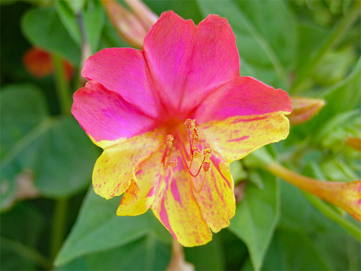 Wunderblume (Four o'clock Flower), botanischer Name Mirabilis jalapa, mit gelb- und pink-farbener Blüte