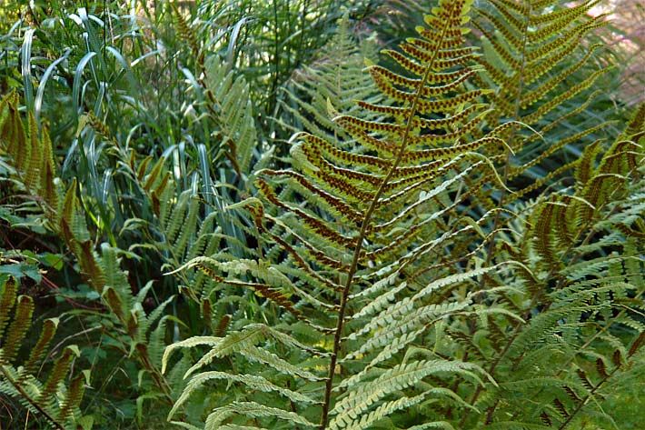 Wurmfarn mit Sporen auf der Farnwedel-Unterseite