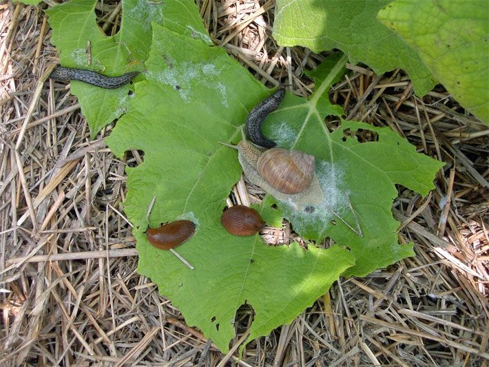Yacon-Blätter mit zwei Nacktschnecken-Arten, dem Schwarzen Schlegel und der Spanischen Wegschnecke sowie einer Weinbergschnecke mit Schneckenhaus