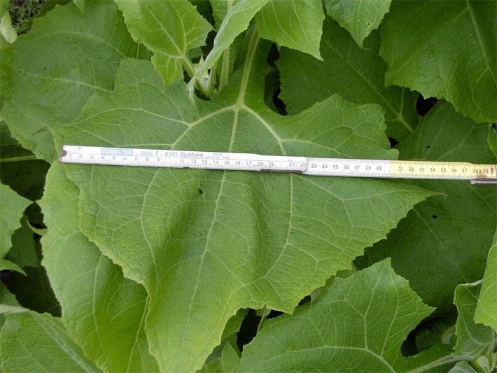 Grünes Yacon-Blatt, auf dem ein Meterstab liegt, der die Breite von 35 cm darstellt