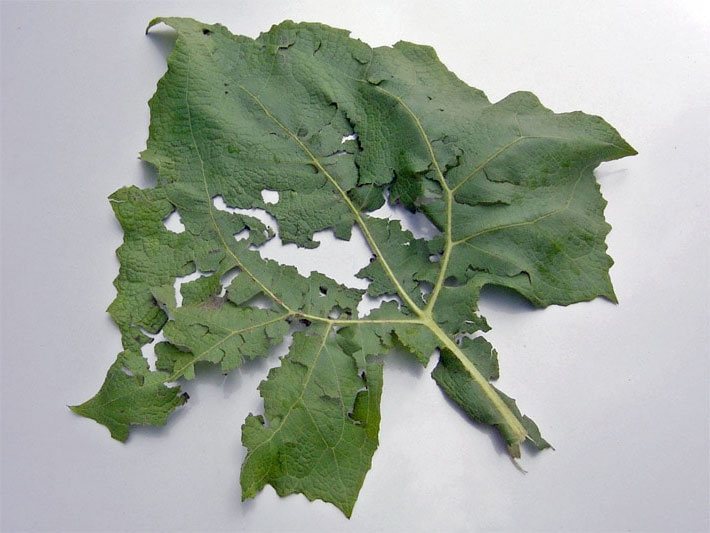 Yacon-Blatt nach einem Gewitter mit Hagelschaden und noch intakter Blattstruktur mit den Blattadern