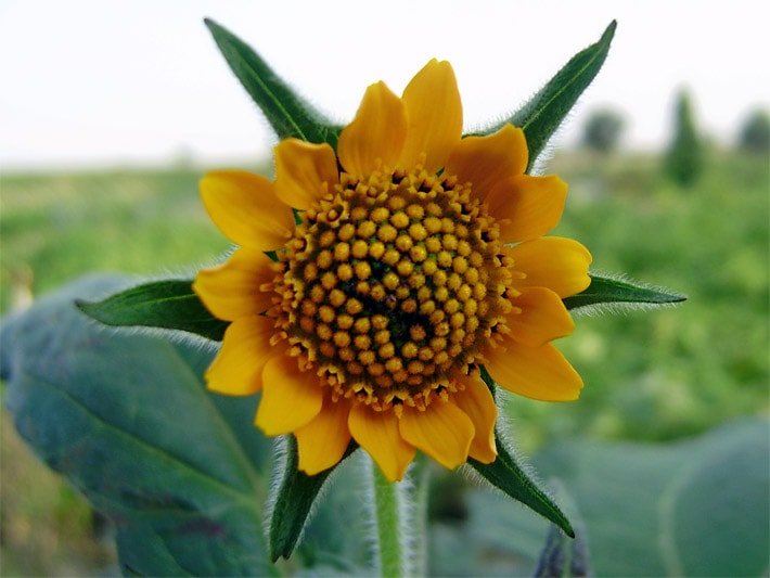 Noch nicht vollständig geöffnete Yacon-Blüte mit gelb-orangen Blütenblättern und schwarz gepunkteter Körbchen-Blüte