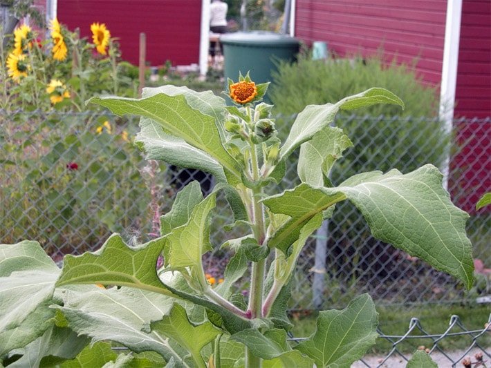 Blütenstand einer Yacon-Pflanze mit orangen Blüten zur Blütezeit und den markant großen Blättern in einem Gemüse-Garten