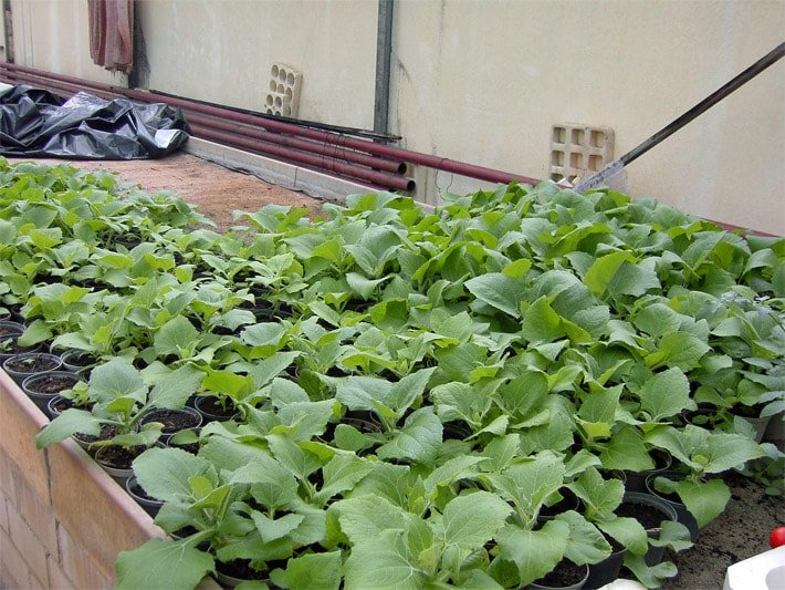 Yacon-Jungpflanzen nach dem Vorziehen in zwei Dutzend Töpfen auf einer Lagerfläche im Freien nach der Vermehrung den Winter über