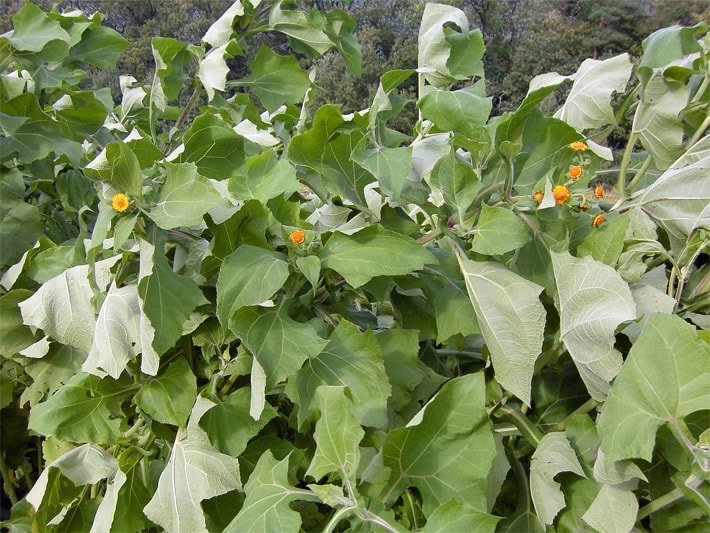 Inkawurzel Yacon, botanischer Name Smallanthus sonchifolius, mit großen Blättern und kleinen Blüten im Herbst